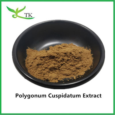 Ekstrak Tanaman Alam Murni Polygonum Cuspidatum Ekstrak 20% Resveratrol