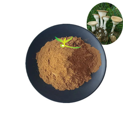 Bubuk Ekstrak Jamur Susu Harimau Lignosus Rhinocerus Alami Grade Makanan 10%~30% Polisakarida