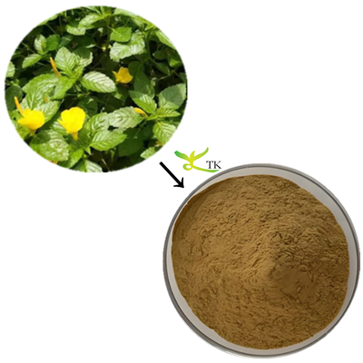 Damiana Extract Powder 20:1 Kapsul Ekstrak Damiana Powder berkualitas tinggi