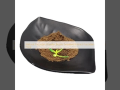 Natural Fucoidan Powder Brown Seaweed Extract Harga Fucoidan