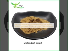 Ekstrak Tanaman Alami Suplemen Verbascum Thapsus Mullein Leaf Extract Ekstrak Verbascum Thapsus Bubuk